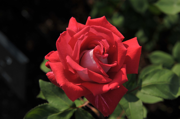 120518 17 DSC_5835.jpg